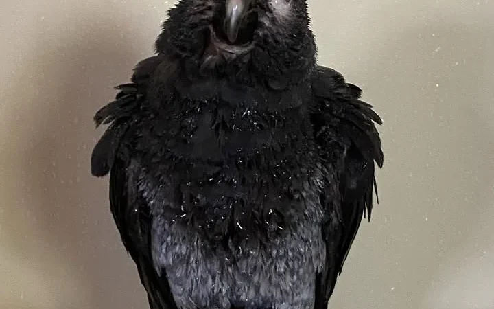 African Greys near me Canada