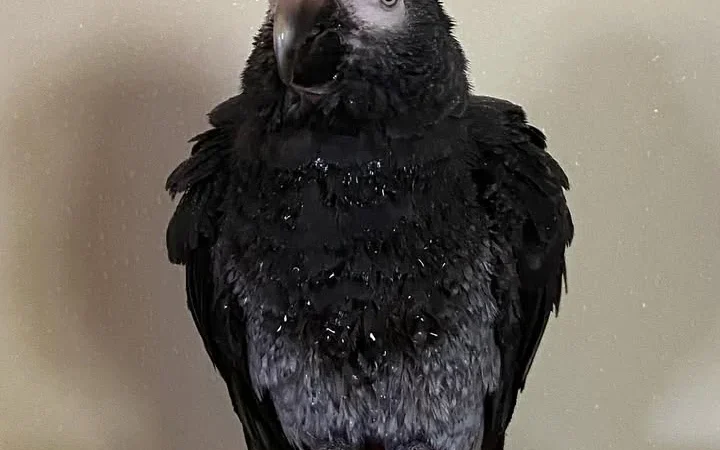 Congo African Grey parrots for sale in Illinois