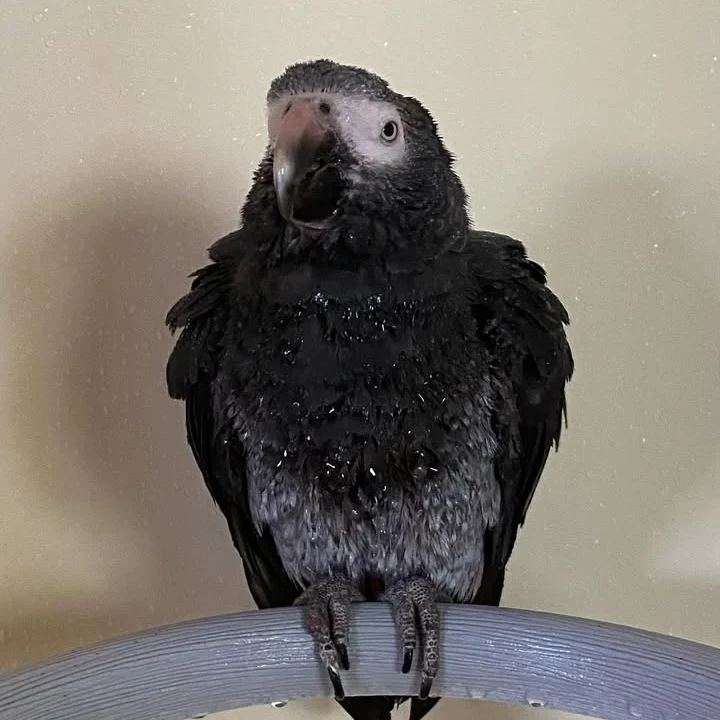 Cameroon African Grey parrots for sale California