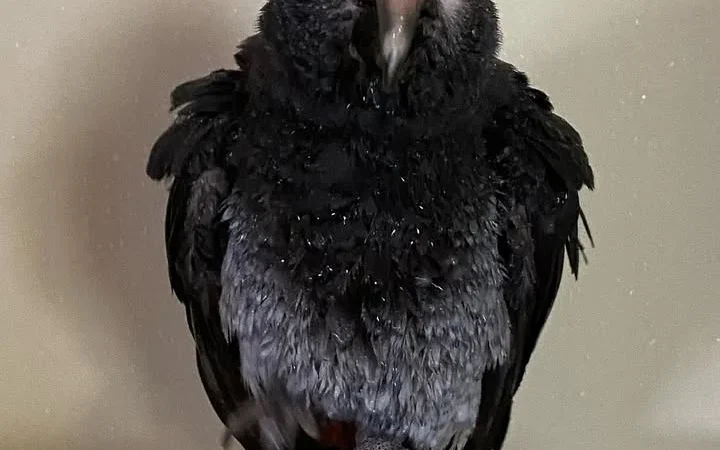 African Grey parrots for Adoption South Dakota