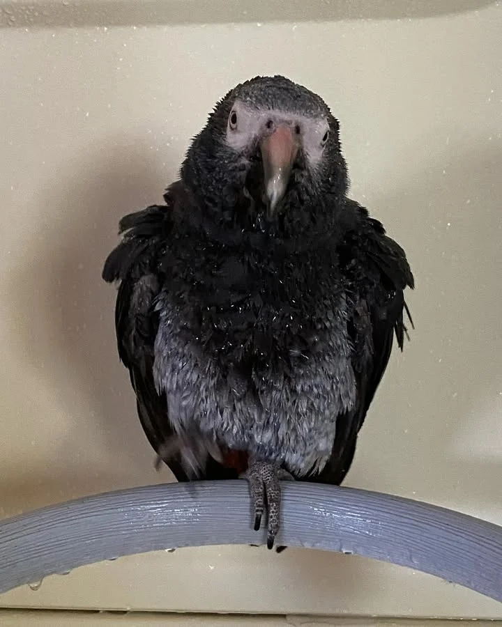 African Greys near me Ireland