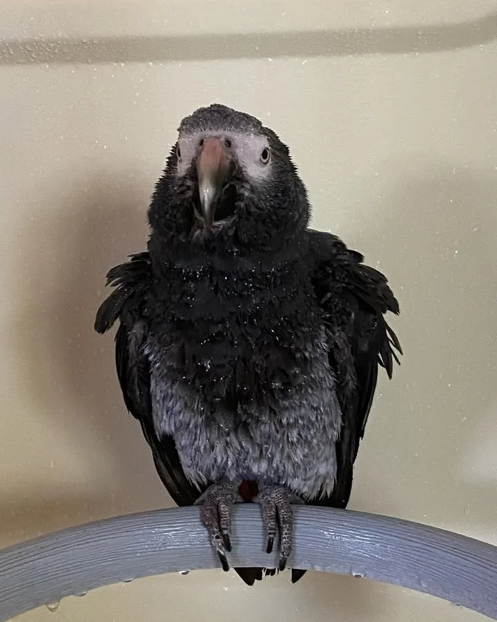 African Grey birds for sale Nebraska