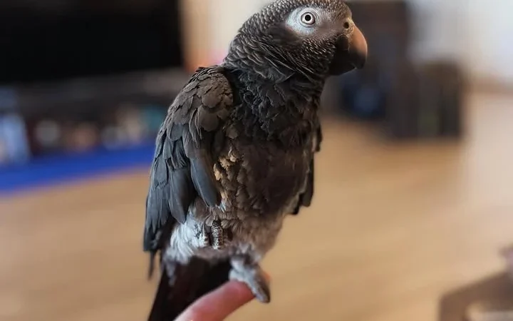 Cameroon African Grey parrots for sale Hawaii