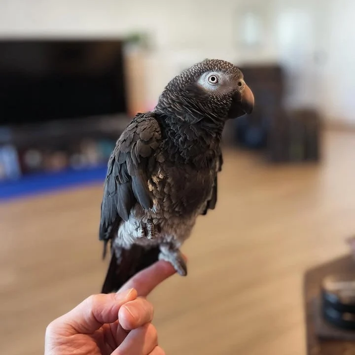 Cameroon African Grey parrots for sale Hawaii