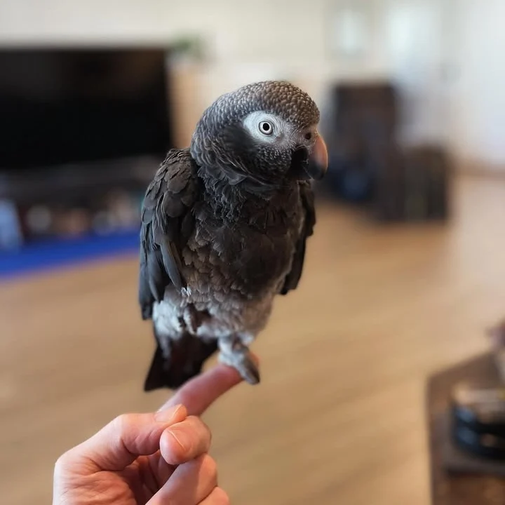 Cameroon African Grey parrots for sale Georgia