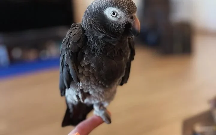 Talking African Grey parrots for sale New Jersey