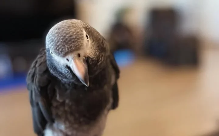 African Grey parrots for sale Kings County