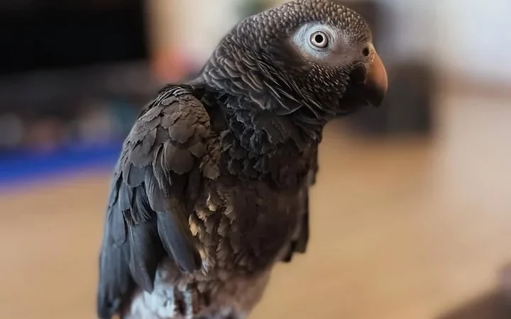 African Grey parrots for sale El Dorado County