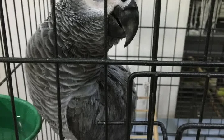 Gabon African Grey parrots for sale in Mississippi