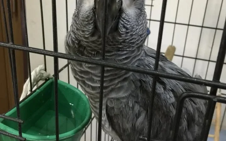 African Grey parrots for sale Lassen County