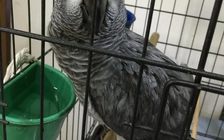 African Grey parrots for sale Fresno County
