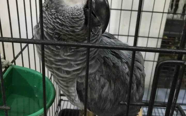 African Grey parrots for Adoption Missouri
