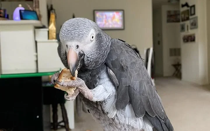 Gabon African Grey parrots for sale in Louisiana