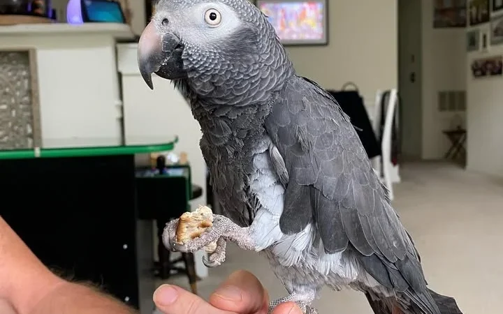 African Grey parrots for Adoption New York