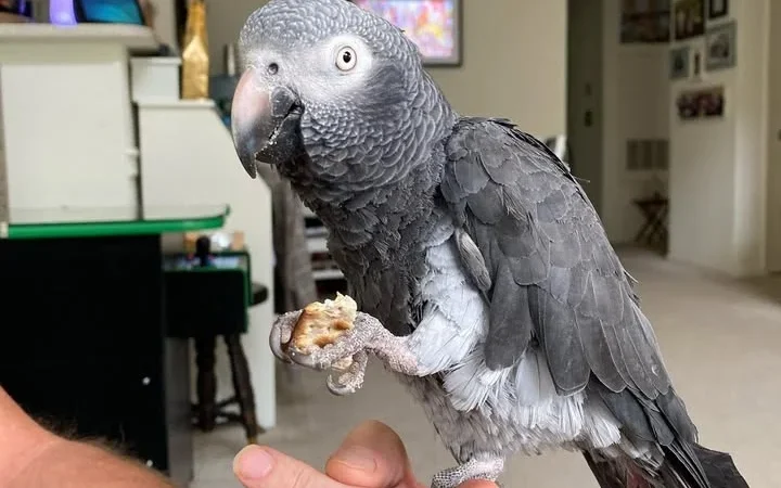 African Grey parrots for sale Inyo County