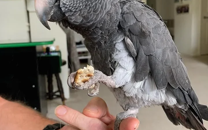 Cameroon African Grey parrots for sale Alabama