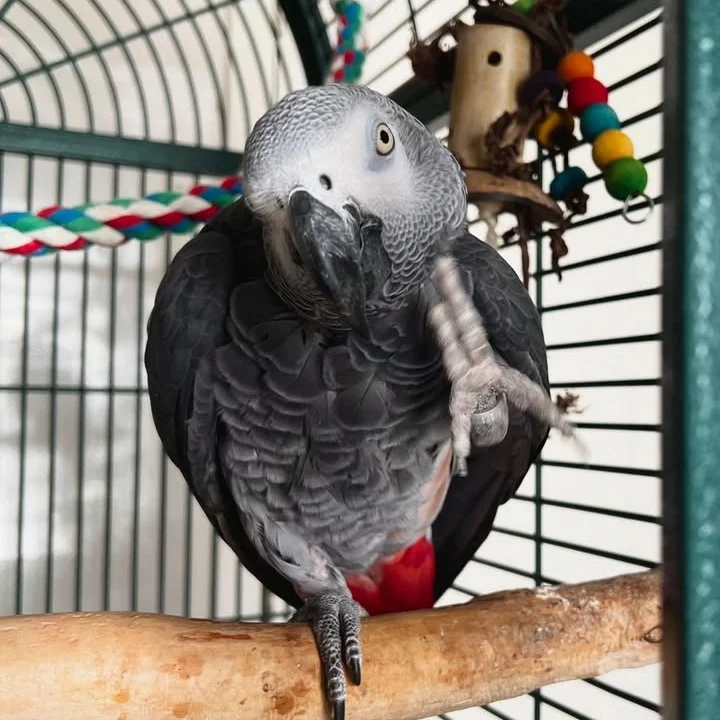 Cameroon African Grey parrots for sale Florida