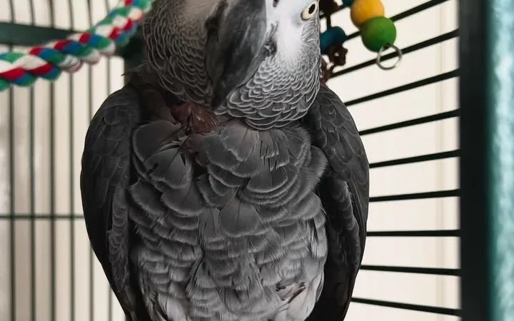 Talking African Grey parrots for sale Nebraska