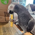 African Grey Parrots For Sale Near Me