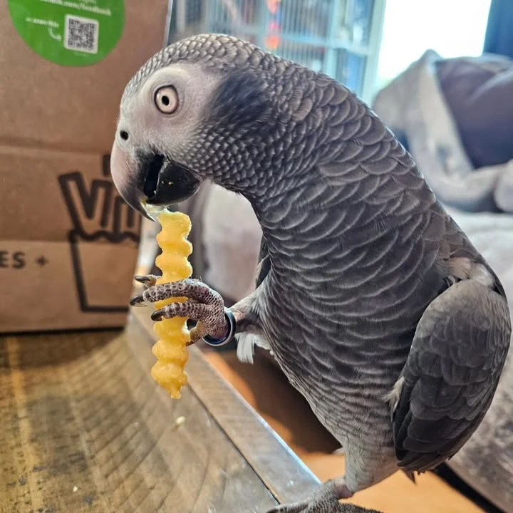 Cameroon African Grey parrots for sale Alaska