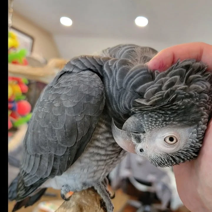 Cameroon African Grey parrots for sale Arizona