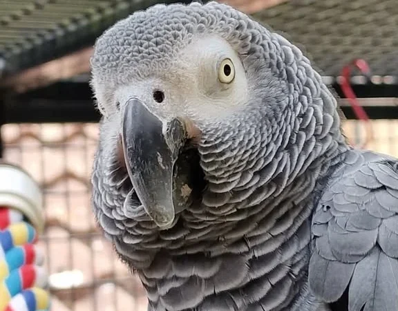African Grey parrots for sale in Hawaii