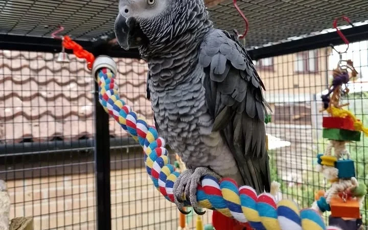 African Grey parrots for sale in Indiana