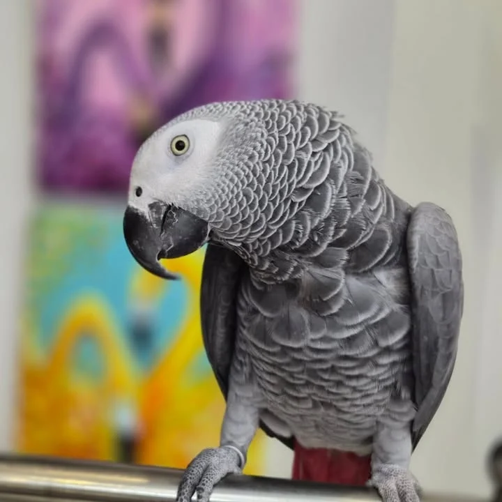 African Grey parrots for sale in Colorado