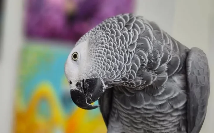 African Greys in Australia