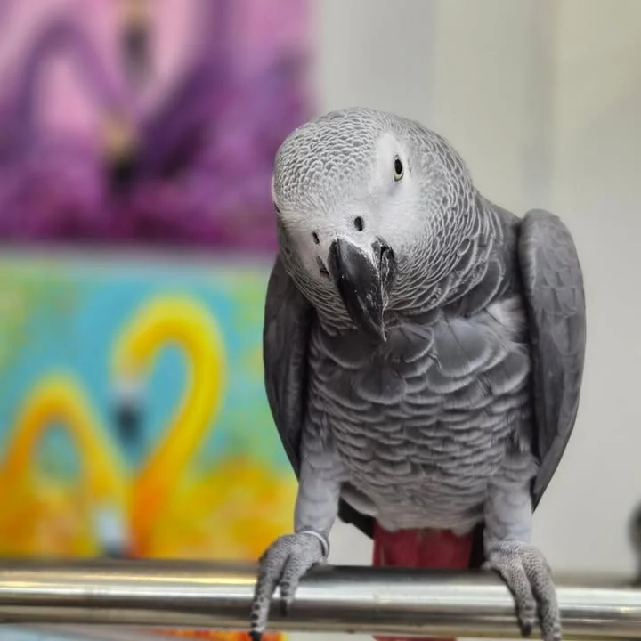 African Greys in United Arab Emirates