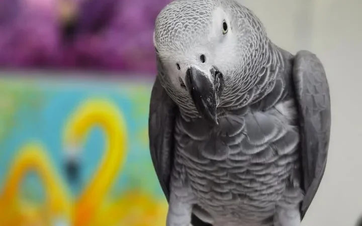 African Grey parrots for sale in Florida