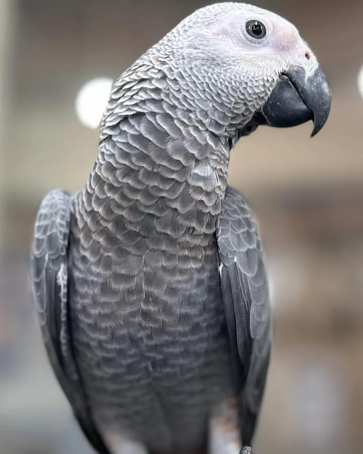African Greys in Norway