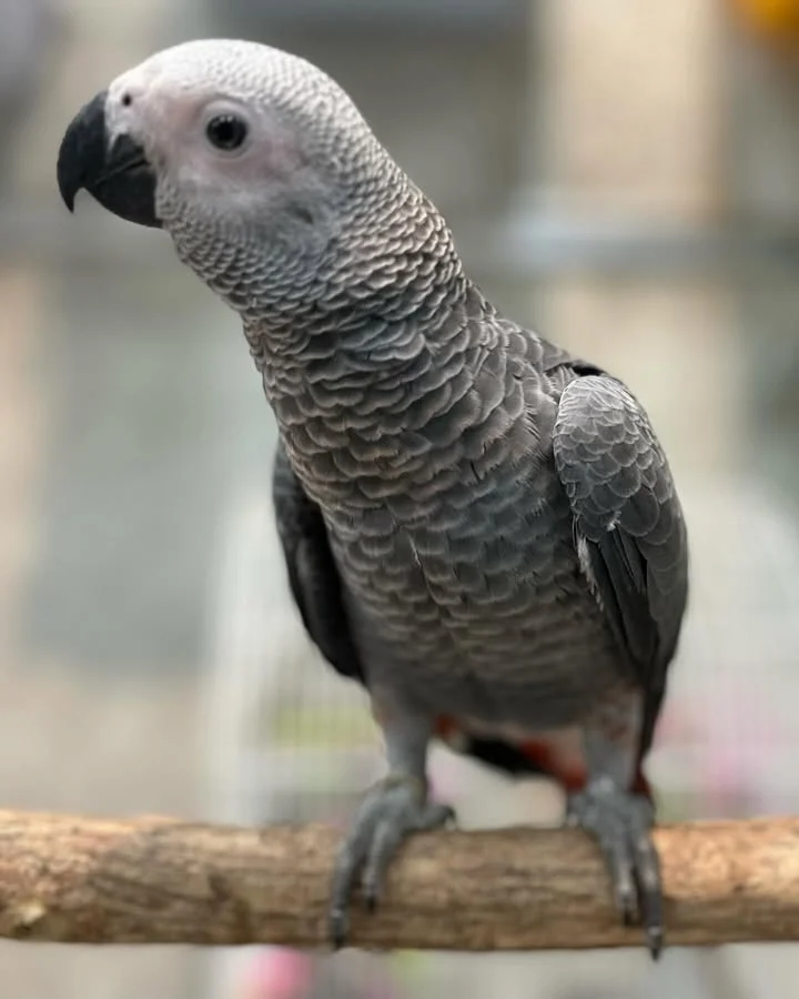 African Grey birds for sale Utah