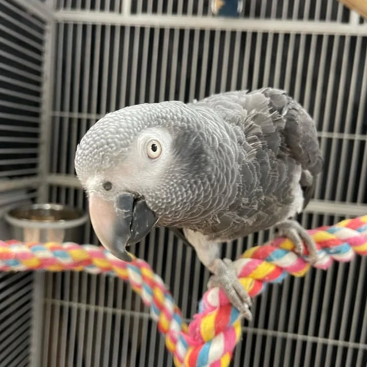 African Greys in Germany