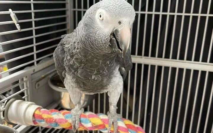African Greys in France