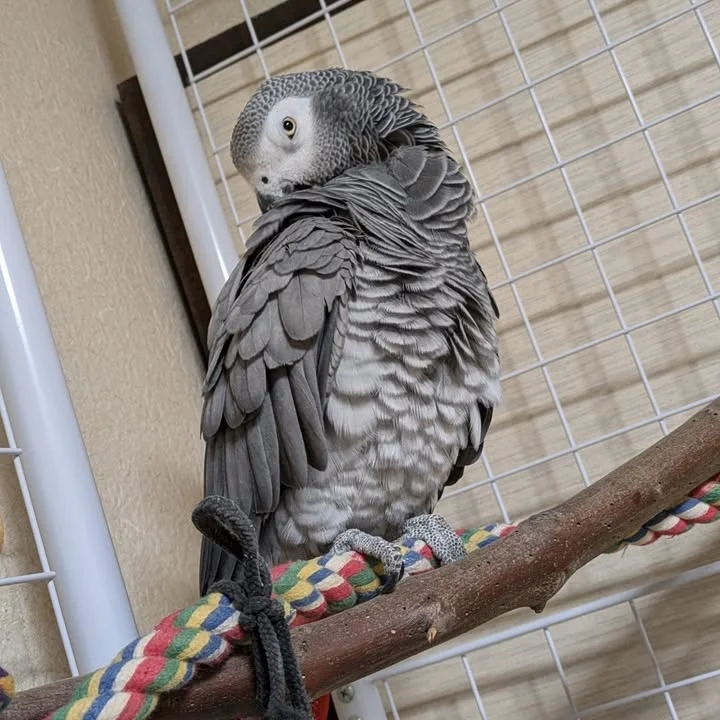 African Grey parrots for sale Napa County