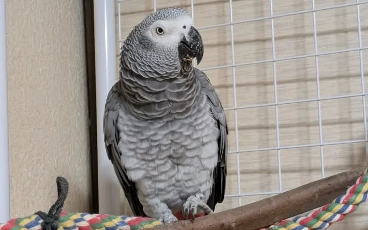 African Grey parrots for Adoption Virginia