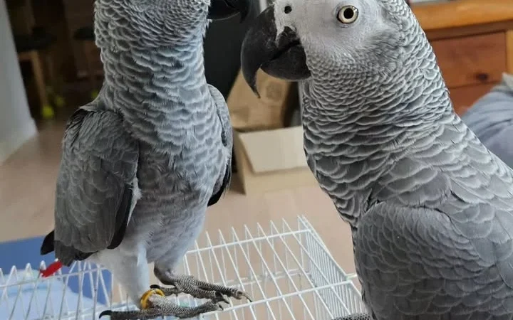 African Grey breeders in West Virginia