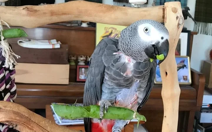 African Grey breeders in Wisconsin