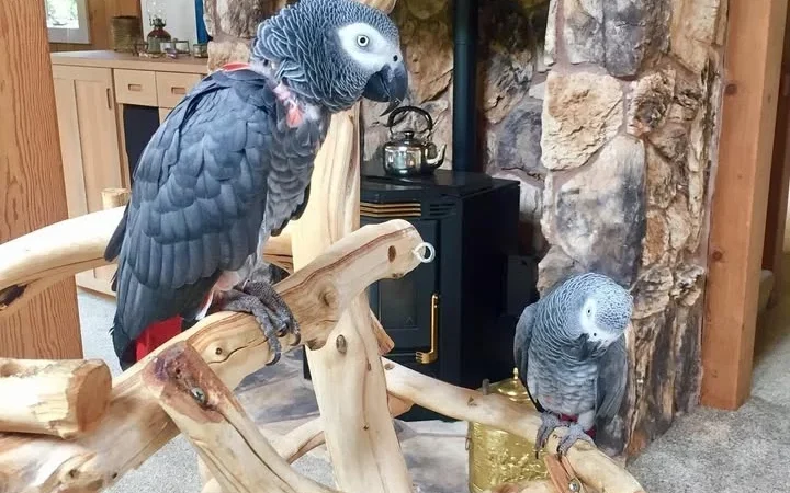 African Grey breeders in Wyoming