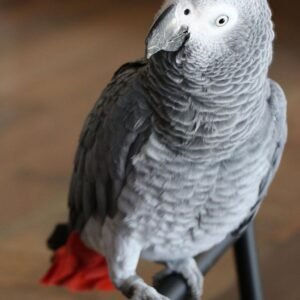 African Grey parrots for Adoption Texas
