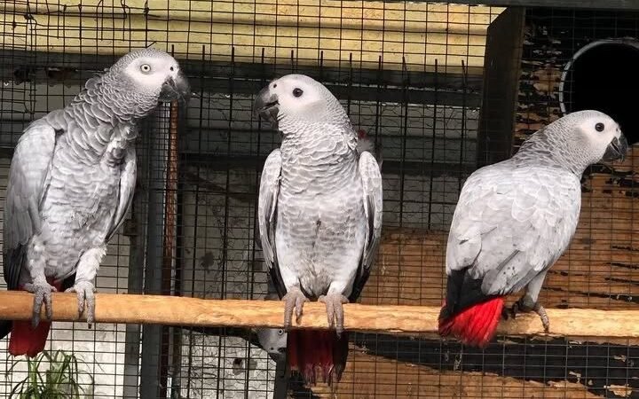African Greys in Georgia
