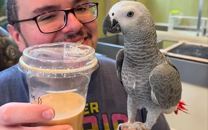 African Greys in Colorado