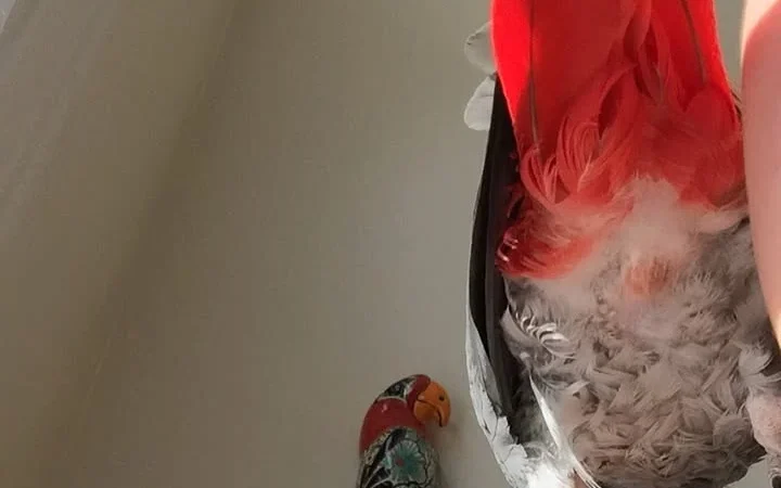 African Greys in Connecticut