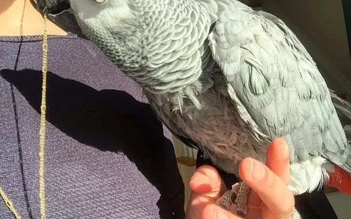 African Greys in Delaware