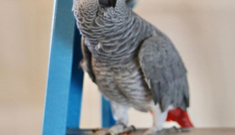 African Greys in Florida