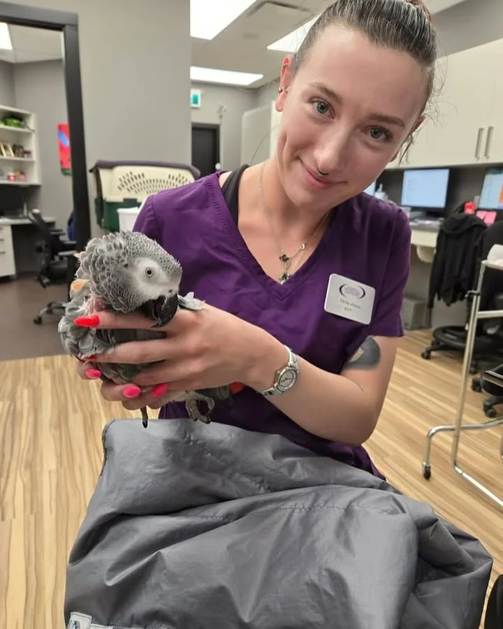 African Greys for sale in Alabama