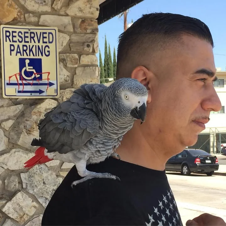 African Greys for sale in United Arab Emirates