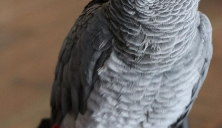 African Greys for sale in France