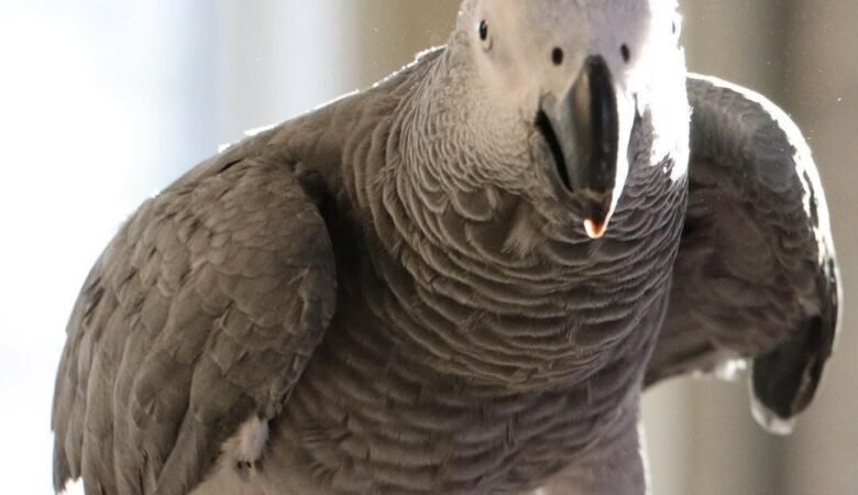 African Greys for sale in Netherlands